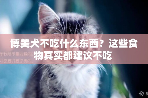 博美犬不吃什么東西？這些食物其實都建議不吃 