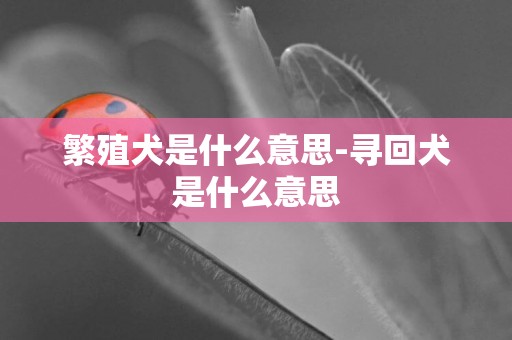 繁殖犬是什么意思-尋回犬是什么意思