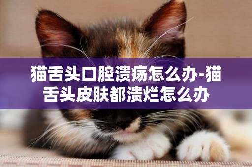 貓舌頭口腔潰瘍怎么辦-貓舌頭皮膚都潰爛怎么辦