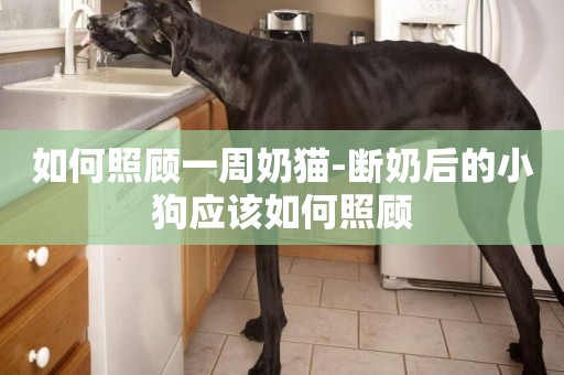 如何照顧一周奶貓-斷奶后的小狗應該如何照顧
