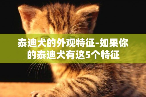 泰迪犬的外觀特征-如果你的泰迪犬有這5個特征