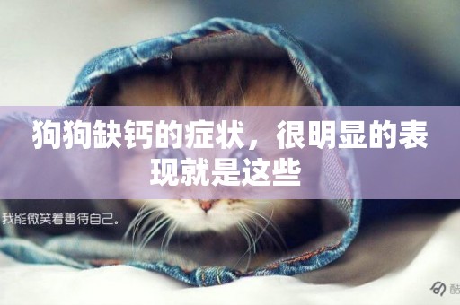 狗狗缺鈣的癥狀，很明顯的表現就是這些 