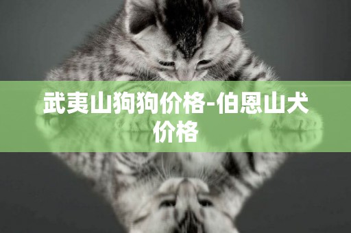 武夷山狗狗價格-伯恩山犬價格