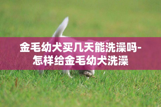 金毛幼犬買幾天能洗澡嗎-怎樣給金毛幼犬洗澡