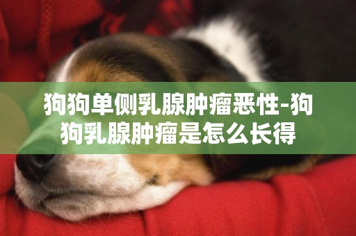狗狗單側乳腺腫瘤惡性-狗狗乳腺腫瘤是怎么長得