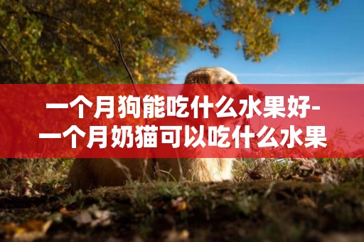 一個月狗能吃什么水果好-一個月奶貓可以吃什么水果