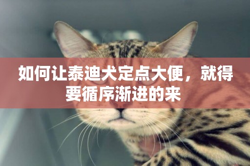 如何讓泰迪犬定點大便，就得要循序漸進的來 
