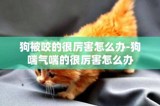 狗被咬的很厲害怎么辦-狗喘氣喘的很厲害怎么辦