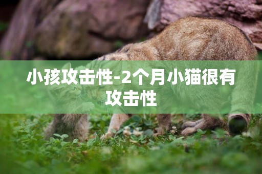 小孩攻擊性-2個月小貓很有攻擊性
