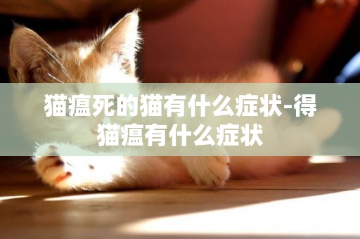 貓瘟死的貓有什么癥狀-得貓瘟有什么癥狀