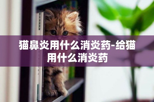 貓鼻炎用什么消炎藥-給貓用什么消炎藥