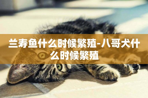 蘭壽魚什么時候繁殖-八哥犬什么時候繁殖