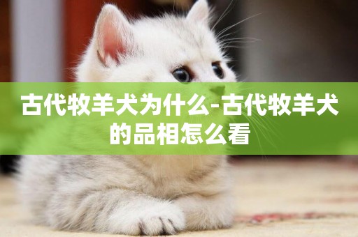 古代牧羊犬為什么-古代牧羊犬的品相怎么看