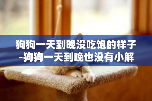 狗狗一天到晚沒吃飽的樣子-狗狗一天到晚也沒有小解的狀況