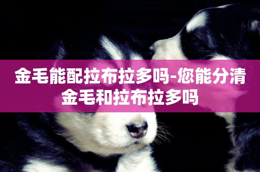金毛能配拉布拉多嗎-您能分清金毛和拉布拉多嗎