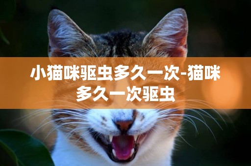 小貓咪驅蟲多久一次-貓咪多久一次驅蟲
