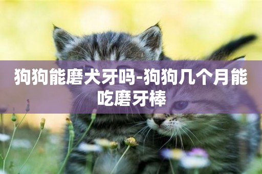 狗狗能磨犬牙嗎-狗狗幾個月能吃磨牙棒