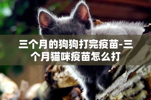 三個月的狗狗打完疫苗-三個月貓咪疫苗怎么打