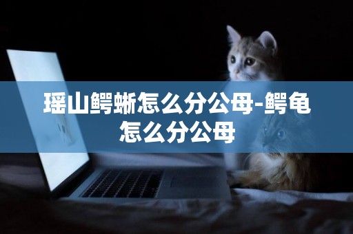 瑤山鱷蜥怎么分公母-鱷龜怎么分公母