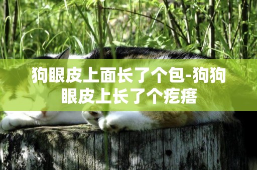 狗眼皮上面長了個包-狗狗眼皮上長了個疙瘩