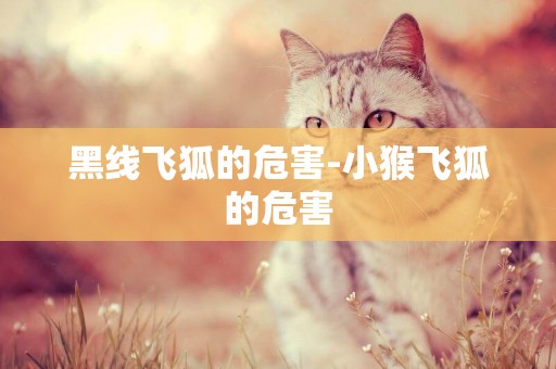 黑線飛狐的危害-小猴飛狐的危害