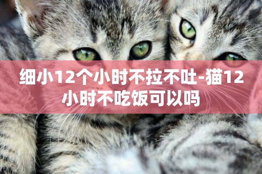 細小12個小時不拉不吐-貓12小時不吃飯可以嗎