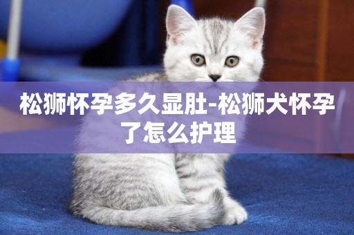 松獅懷孕多久顯肚-松獅犬懷孕了怎么護理
