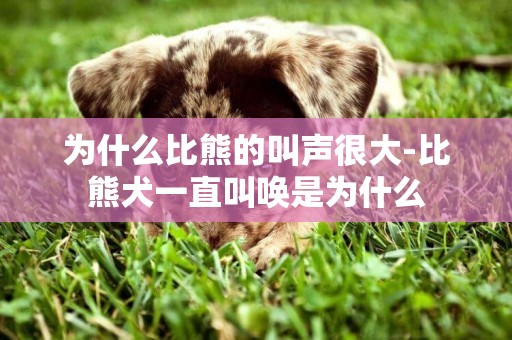 為什么比熊的叫聲很大-比熊犬一直叫喚是為什么
