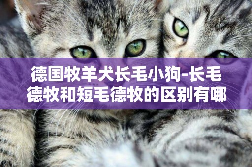 德國牧羊犬長毛小狗-長毛德牧和短毛德牧的區別有哪些