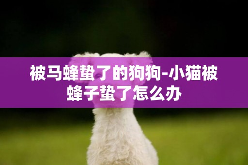 被馬蜂蟄了的狗狗-小貓被蜂子蟄了怎么辦