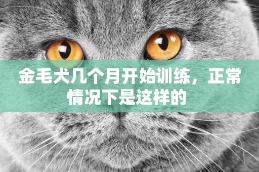 金毛犬幾個月開始訓練，正常情況下是這樣的 