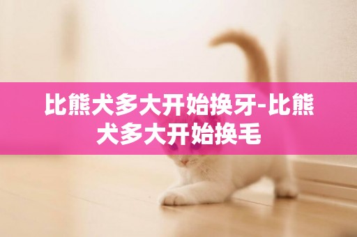 比熊犬多大開始換牙-比熊犬多大開始換毛