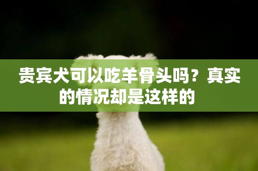 貴賓犬可以吃羊骨頭嗎？真實的情況卻是這樣的 