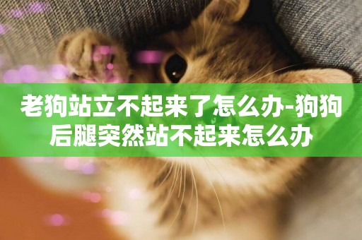 老狗站立不起來了怎么辦-狗狗后腿突然站不起來怎么辦