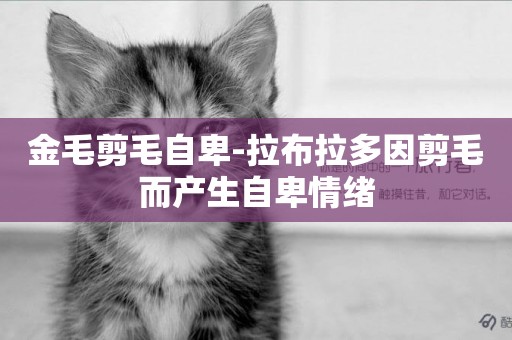 金毛剪毛自卑-拉布拉多因剪毛而產生自卑情緒