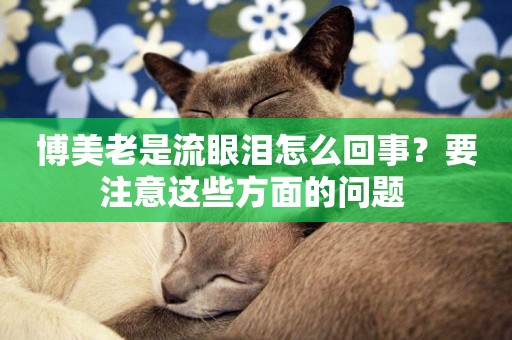 博美老是流眼淚怎么回事？要注意這些方面的問題 