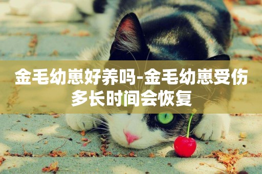 金毛幼崽好養嗎-金毛幼崽受傷多長時間會恢復