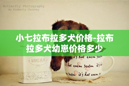 小七拉布拉多犬價格-拉布拉多犬幼崽價格多少