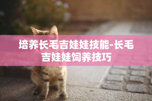 培養長毛吉娃娃技能-長毛吉娃娃飼養技巧