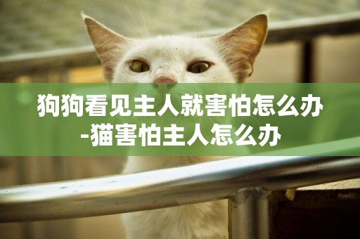 狗狗看見主人就害怕怎么辦-貓害怕主人怎么辦