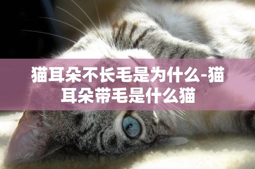 貓耳朵不長毛是為什么-貓耳朵帶毛是什么貓