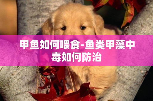甲魚如何喂食-魚類甲藻中毒如何防治