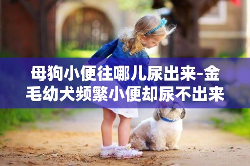 母狗小便往哪兒尿出來-金毛幼犬頻繁小便卻尿不出來