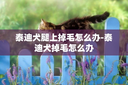 泰迪犬腿上掉毛怎么辦-泰迪犬掉毛怎么辦