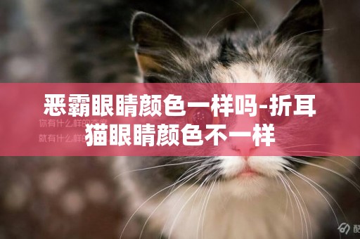 惡霸眼睛顏色一樣嗎-折耳貓眼睛顏色不一樣