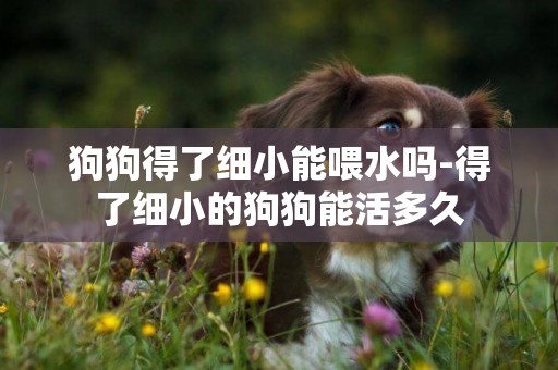 狗狗得了細小能喂水嗎-得了細小的狗狗能活多久