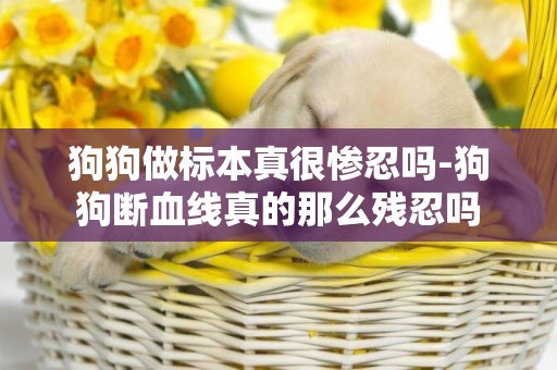 狗狗做標本真很慘忍嗎-狗狗斷血線真的那么殘忍嗎