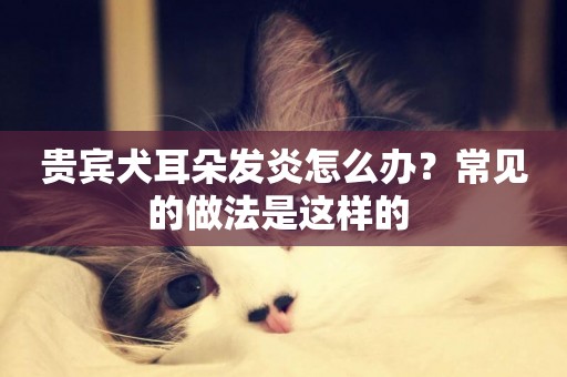 貴賓犬耳朵發炎怎么辦？常見的做法是這樣的 