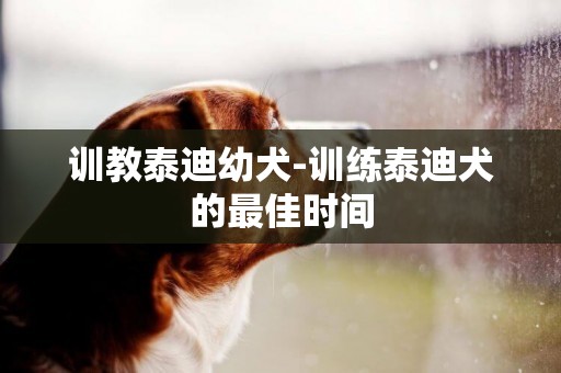 訓教泰迪幼犬-訓練泰迪犬的最佳時間