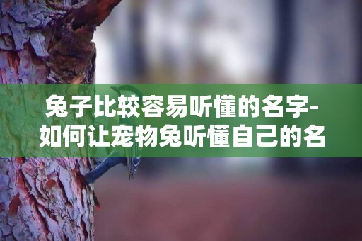 兔子比較容易聽懂的名字-如何讓寵物兔聽懂自己的名字